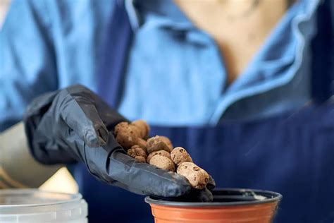 Billes d'argile dans les mains d'un jardinier