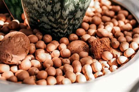 Billes d'argile en surfaçage autour d'une plante
