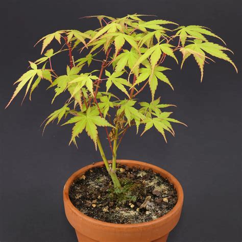 Photographie illustrative d'un Acer palmatum 'Katsura' montrant ses couleurs printanières