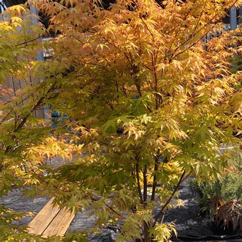 Illustration d'une composition paysagère intégrant un Acer palmatum 'Katsura' avec des fougères