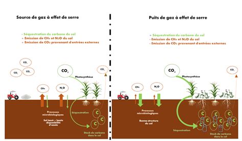 Comparaison sol labouré et sol sans travail