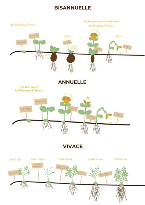 Tableau comparatif des cycles de vie des plantes (annuelles, bisannuelles, vivaces)