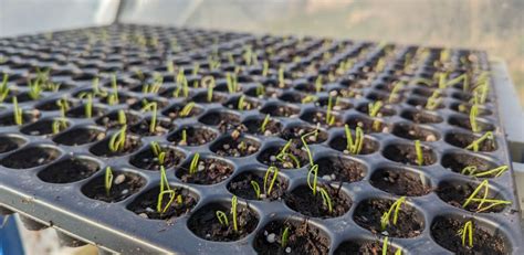 Semis de graines d'oignon en ligne dans un potager