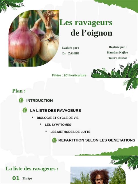 Schéma illustrant les maladies et ravageurs courants de l'oignon
