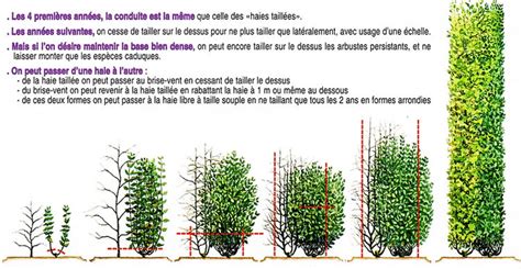 Schéma de taille pour arbuste de haie