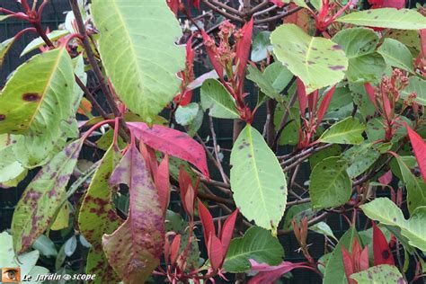 Détail de feuilles de Photinia atteintes de taches foliaires