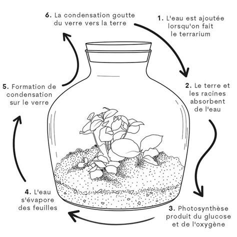 Schéma du cycle de l'eau dans un terrarium fermé