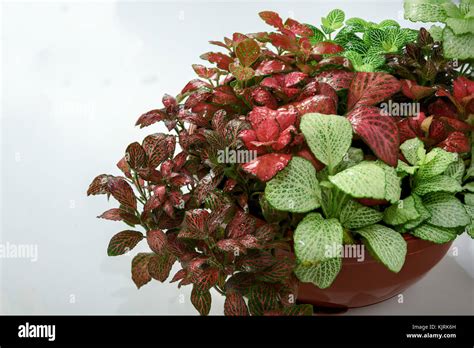 Fittonia de différentes couleurs dans un terrarium