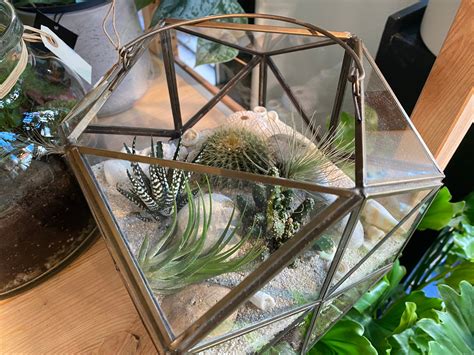 Cactus et succulentes dans un terrarium ouvert