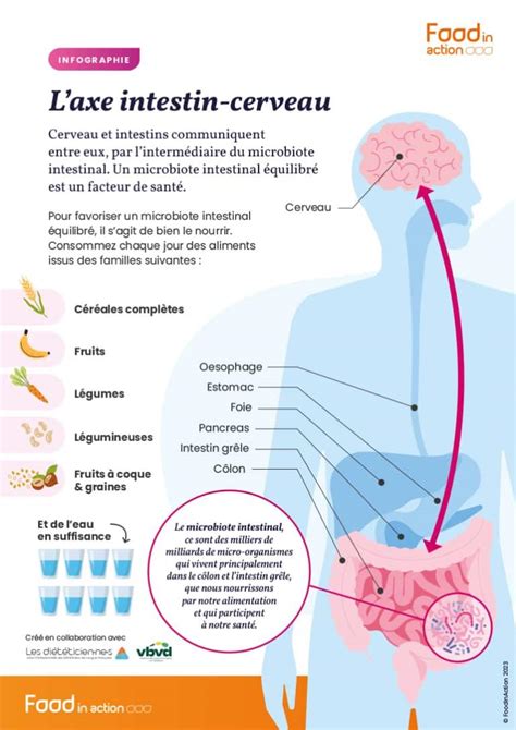 Infographie illustrant l'axe intestin-cerveau