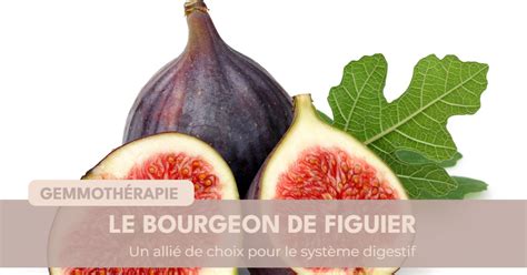 Diagramme des différentes parties du figuier utilisées en phytothérapie