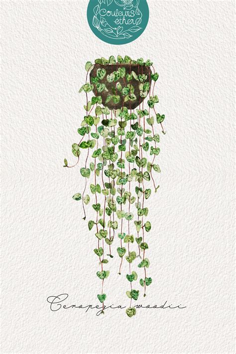 Illustration botanique de Ceropegia woodii montrant ses feuilles en cœur et ses tiges filiformes
