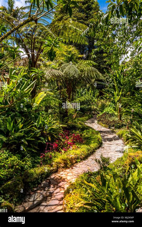 Photo illustrative d'un jardin tropical luxuriant protégé des éléments