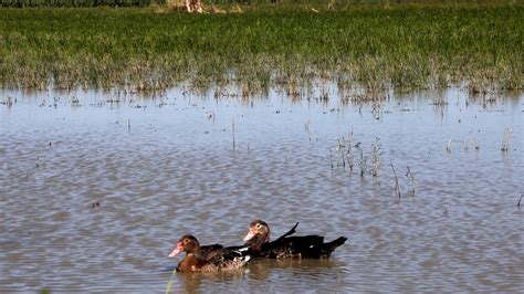 Rizières de Camargue avec des canards