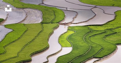 Vue aérienne d'une rizière inondée en hiver