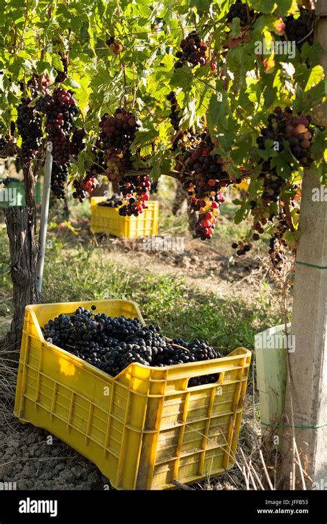 Vigneron examinant des grappes de raisin