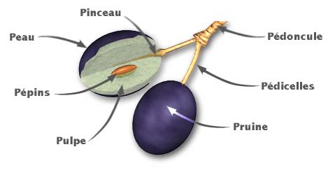 Schéma des différentes parties d'une grappe de raisin