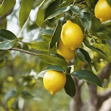 Citrons mûrs sur un citronnier, prêts à être récoltés
