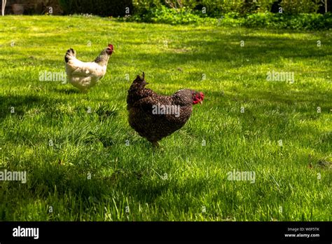 Image d'une poule picorant dans un jardin