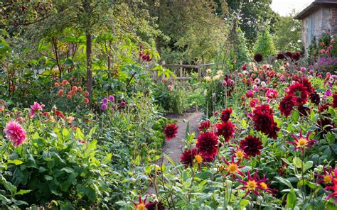 jardin de fleurs coupées varié