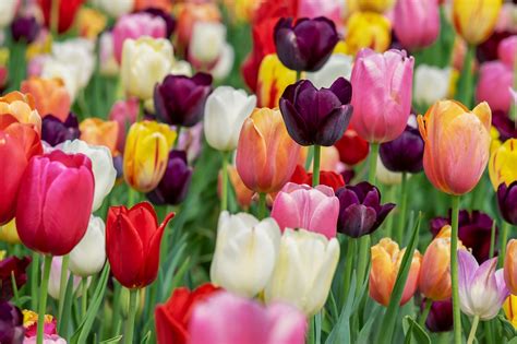 champ de tulipes et iris printaniers