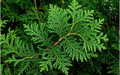 Gros plan sur des branches de thuya saines, prêtes à être coupées
