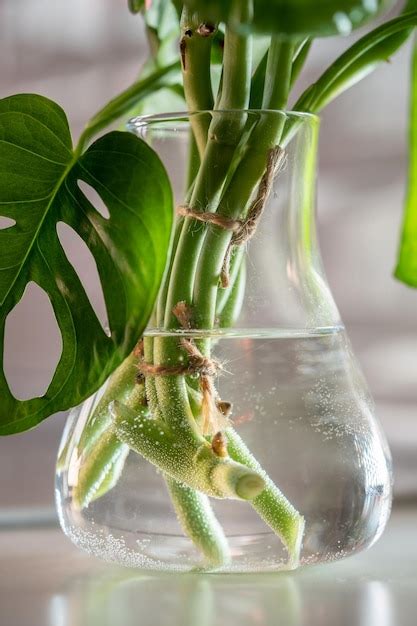 Boutures de thuya enracinées dans des récipients en verre