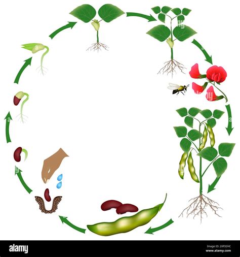 Illustration d'un plant de haricot rouge nain avec ses gousses