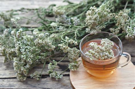 Préparation d'une tisane d'achillée millefeuille