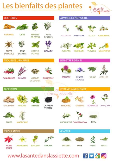 Infographie sur les bienfaits des plantes médicinales