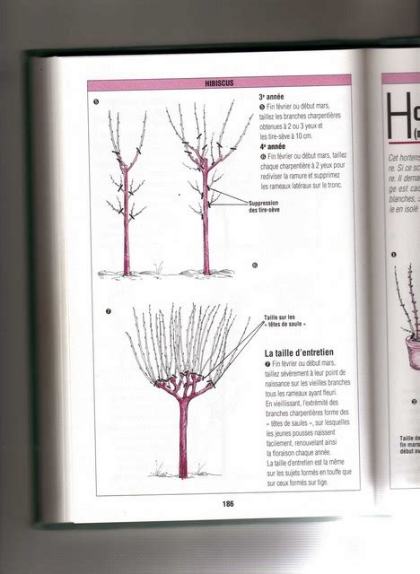 Schéma explicatif de la taille de l'Hibiscus syriacus pour favoriser la floraison