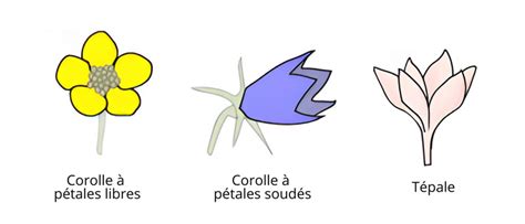 Diagramme illustrant l'utilisation de l'espace négatif pour définir les pétales d'hortensia