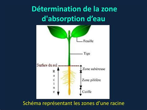 Schéma de l'absorption de l'eau par les racines d'un bonsaï