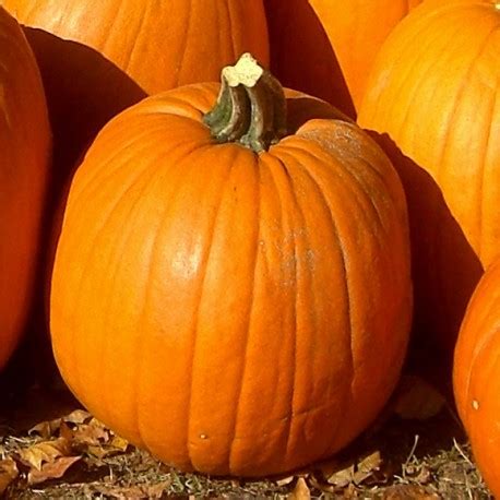 Courge Jack O Lantern