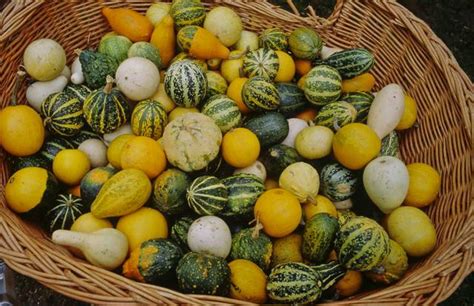 Courges ornementales et toxiques