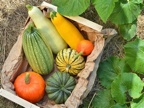 Techniques de culture des courges