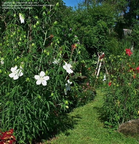 Hibiscus coccineus 'Alba' en pleine floraison