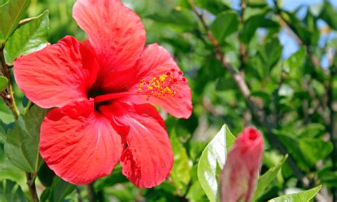 Plantes compagnes idéales pour l'Hibiscus coccineus