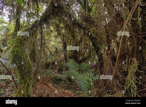 Forêt indigène de Nouvelle-Zélande
