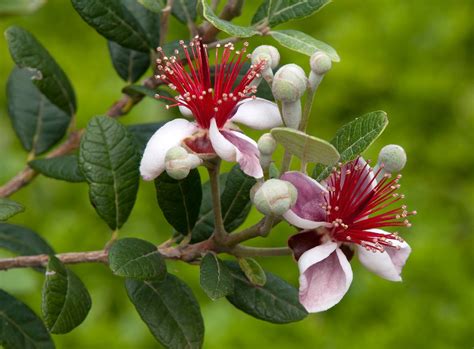 Fleur de Feijoa