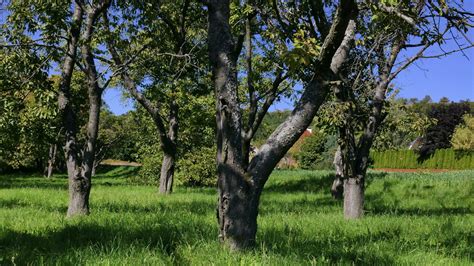 Jardin fruitier diversifié