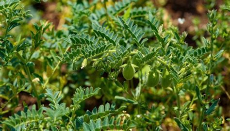 Paillage organique autour des plants de pois chiche