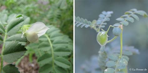 Fleurs de pois chiche et début de formation des gousses