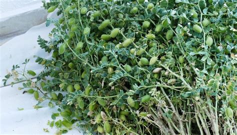 Gousses de pois chiche séchées prêtes pour la récolte