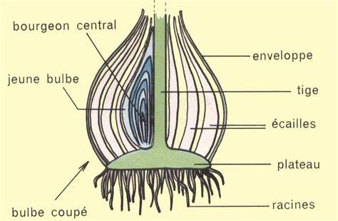 Schéma anatomique d'un bulbe de tulipe
