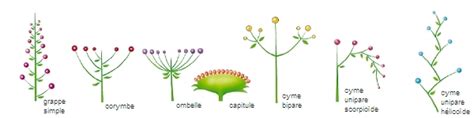 Illustration de différents types d'inflorescences, dont la grappe