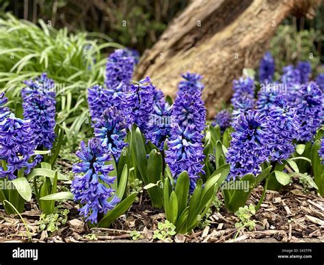 Grappe de fleurs de jacinthe