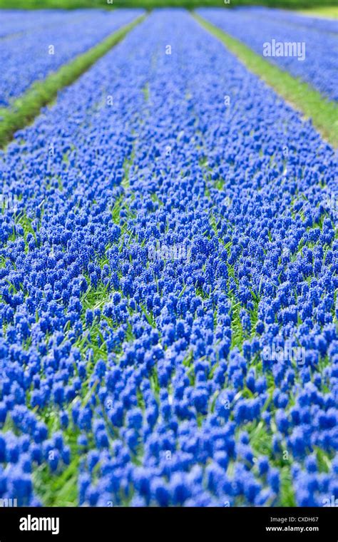 Champ de muscaris bleus