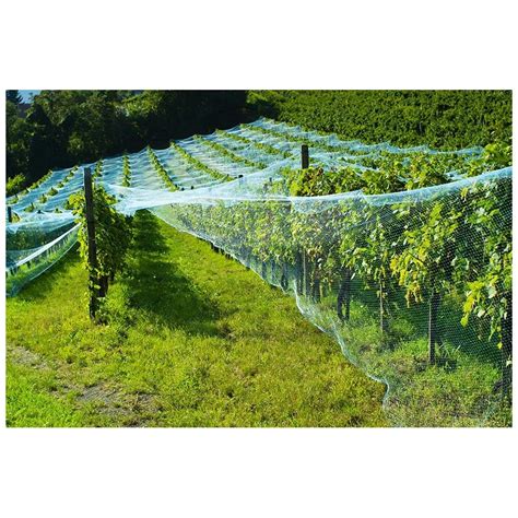 filet de vigne protégeant des oiseaux