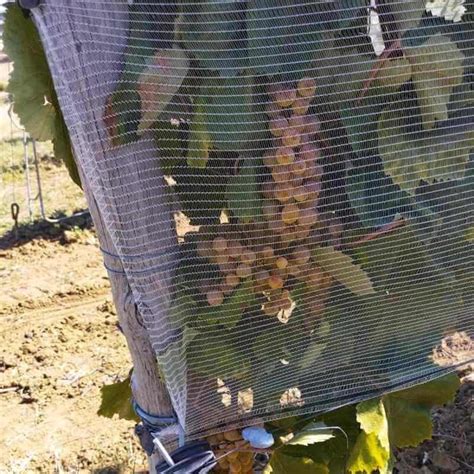 installation de filets de protection pour vigne